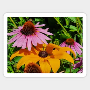 Echineacea cone flowers Sticker